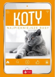 Koty. Najpiękniejsze rasy